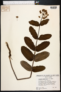 Asclepias amplexicaulis image