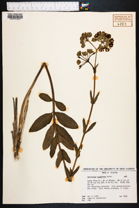 Asclepias connivens image