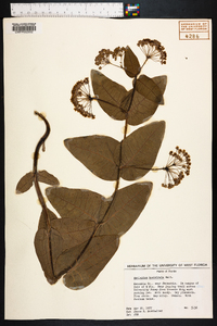 Asclepias humistrata image