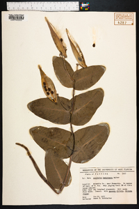 Asclepias humistrata image