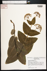 Asclepias humistrata image