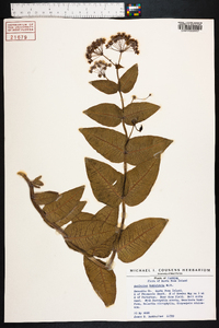 Asclepias humistrata image