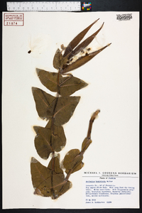 Asclepias humistrata image