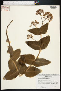 Asclepias humistrata image