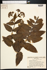 Asclepias humistrata image