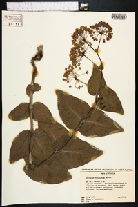 Asclepias humistrata image