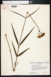 Asclepias lanceolata image