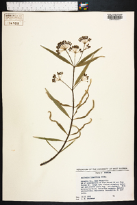 Asclepias longifolia image