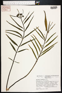 Asclepias longifolia image