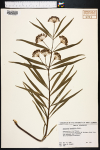 Asclepias longifolia image