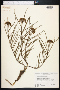 Asclepias michauxii image