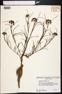 Asclepias michauxii image