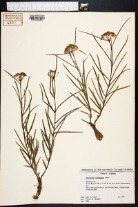 Asclepias michauxii image