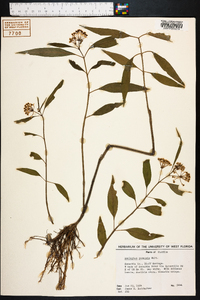 Asclepias perennis image