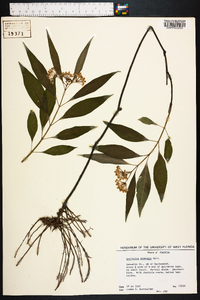 Asclepias perennis image