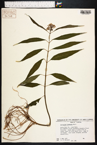 Asclepias perennis image