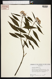 Asclepias perennis image