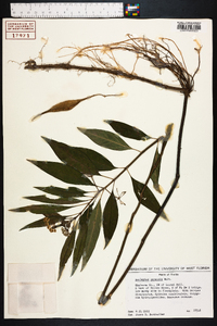 Asclepias perennis image