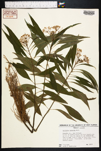 Asclepias perennis image