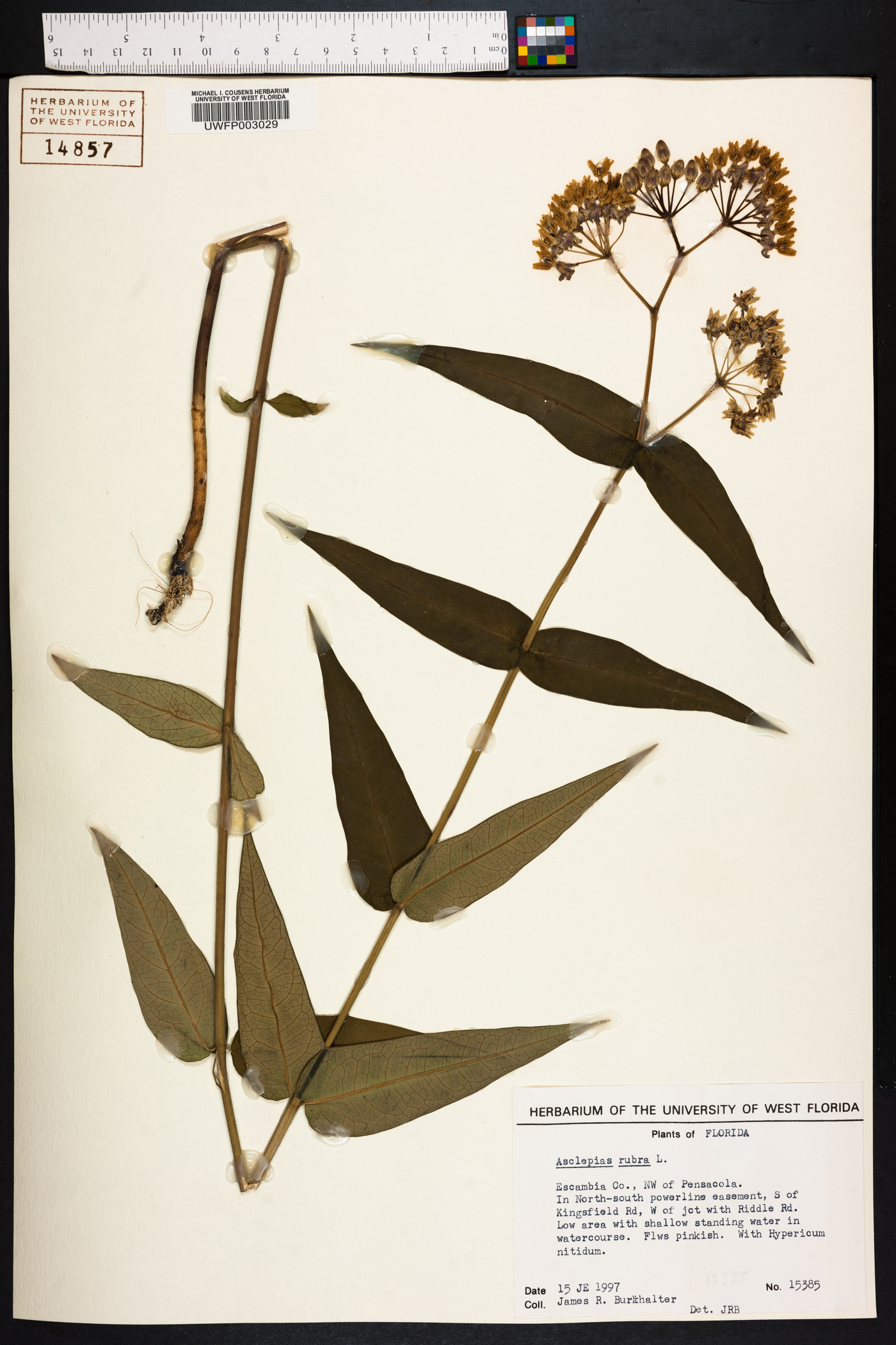 Asclepias rubra image