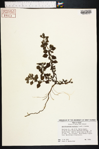 Acanthospermum australe image