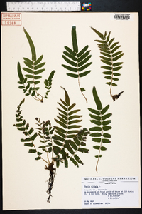 Pteris vittata image
