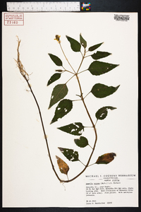 Acmella oppositifolia image