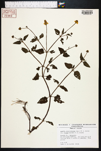 Acmella oppositifolia image