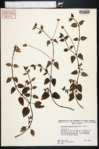 Acmella oppositifolia image