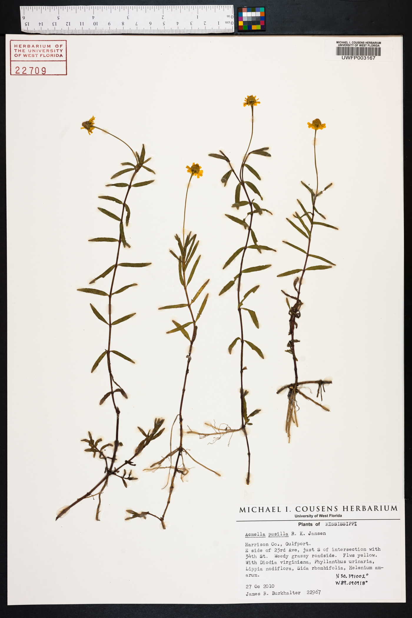 Acmella pusilla image