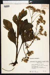 Arnoglossum plantagineum image