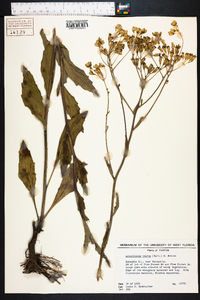 Arnoglossum ovatum image