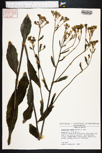 Arnoglossum ovatum image