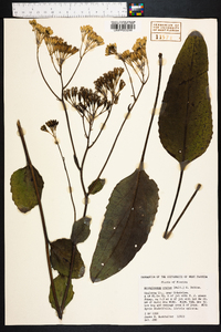 Arnoglossum ovatum image