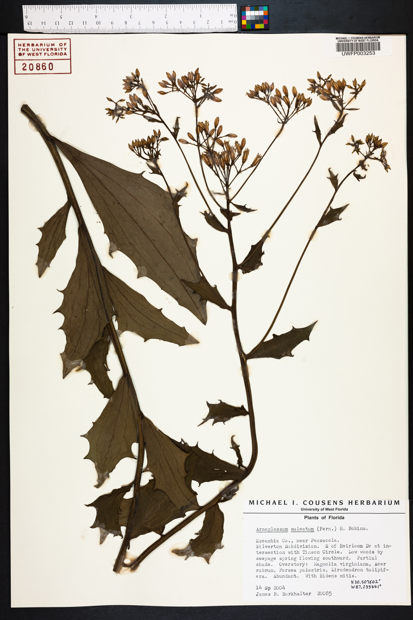 Arnoglossum sulcatum image
