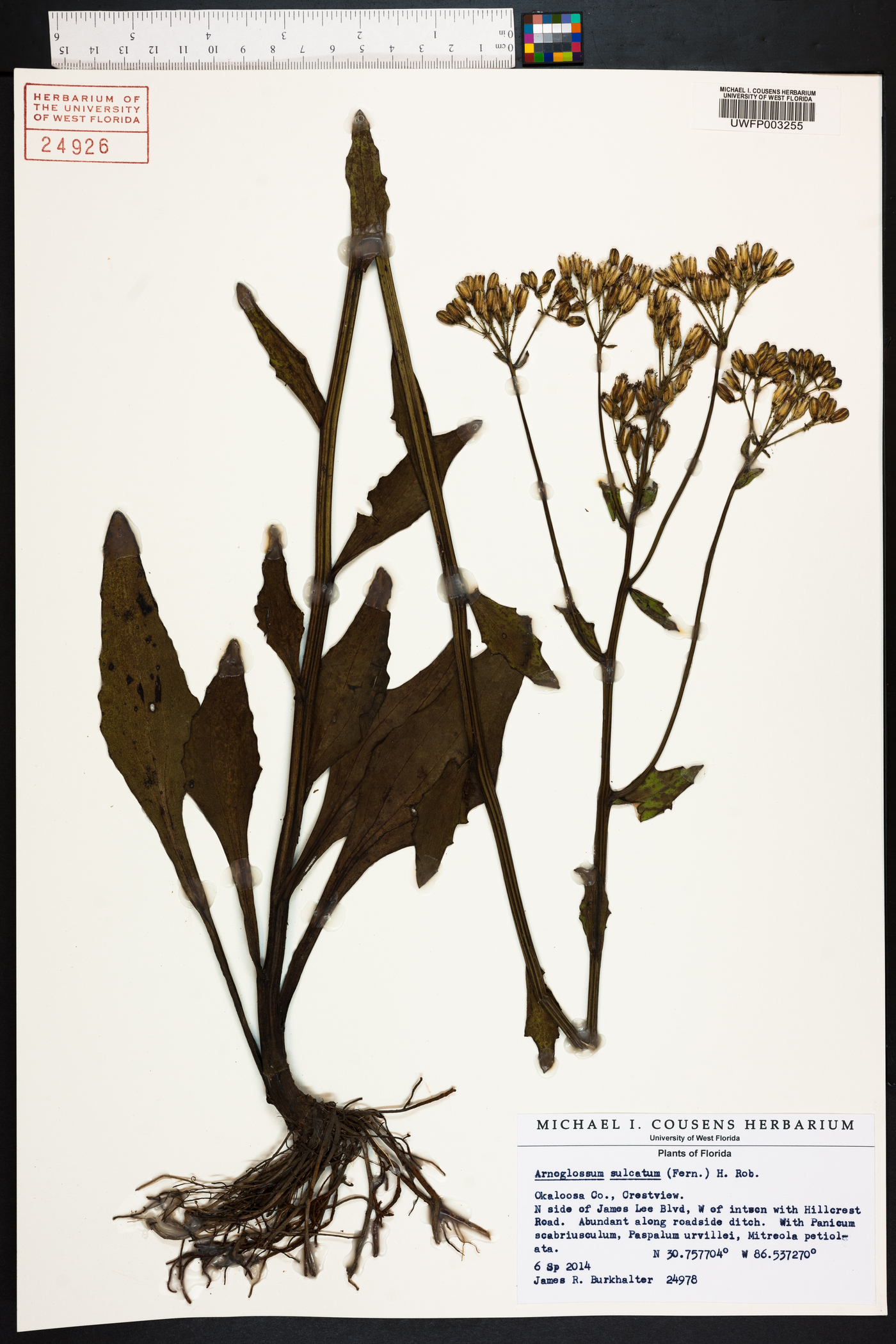 Arnoglossum sulcatum image