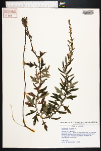 Artemisia vulgaris image