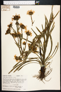 Aster eryngiifolius image