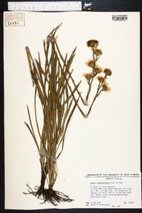 Aster eryngiifolius image