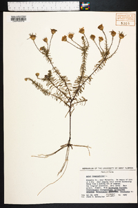 Ionactis linariifolia image