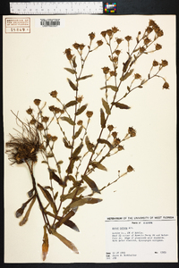 Symphyotrichum patens var. patens image