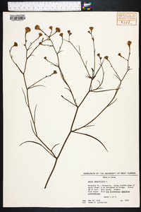 Aster tenuifolius image