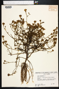 Aster tenuifolius image