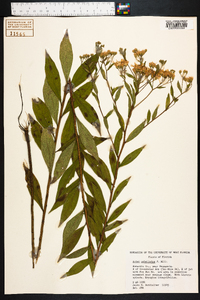 Aster tenuifolius image