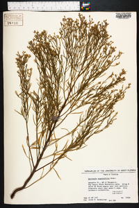 Baccharis angustifolia image