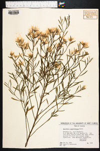 Baccharis angustifolia image