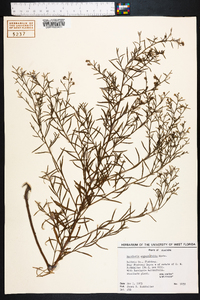 Baccharis angustifolia image