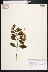 Baccharis glomeruliflora image