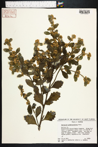 Baccharis glomeruliflora image