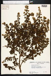 Baccharis pilularis image